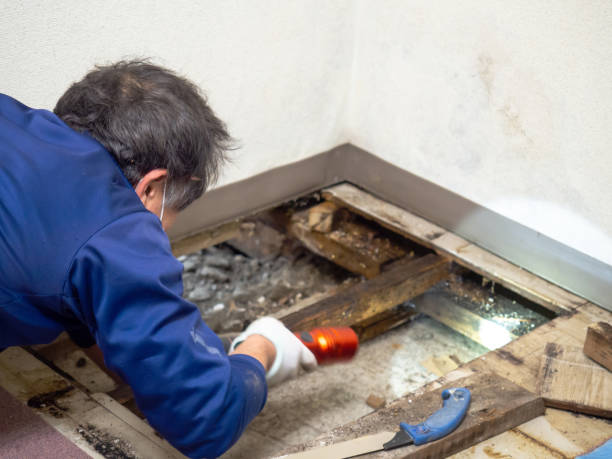 Home Mold Removal in Bonne Terre, MO
